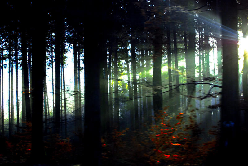 Lost Woods by RicardoEstrada. licensed through DeviantArt under Creative Commons Attribution-Share Alike 3.0 License