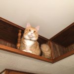 Jerry Takes the High Ground